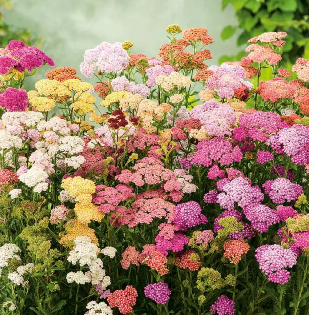 Rainbow Yarrow Mixture